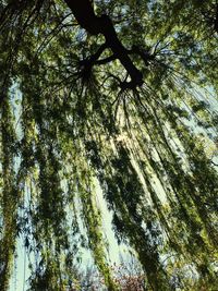 Low angle view of trees