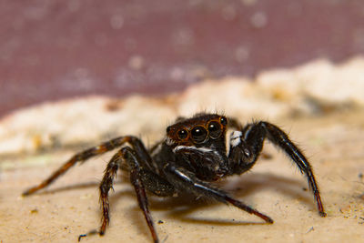 Close-up of jumping spider on field