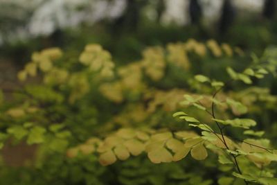 Close-up of fresh green leaves on field
