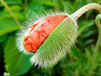 Close-up of insect on red flower