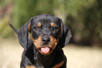 Close-up portrait of black dog