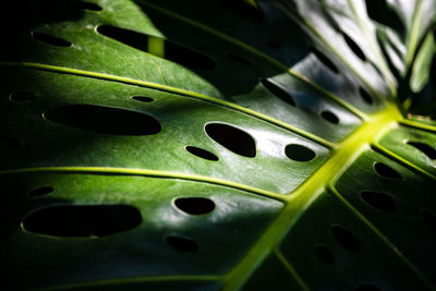 Full frame shot of green leaves