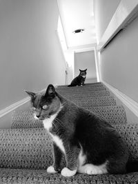 Portrait of cat sitting at home