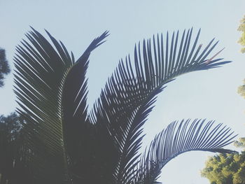 Low angle view of leaves against clear sky