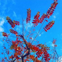 Low angle view of flowers against sky