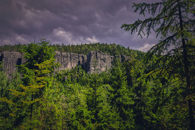 Plants and trees in forest against sky