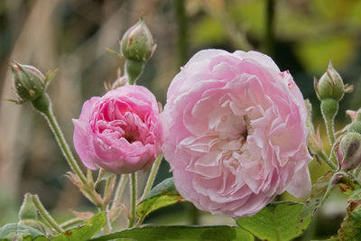 Close-up of pink roses