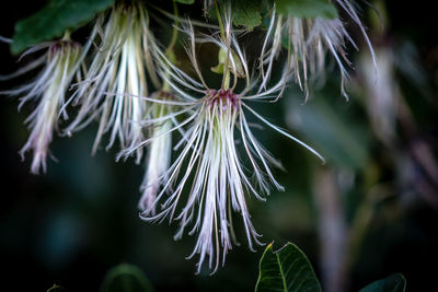 Close-up of flowering plant