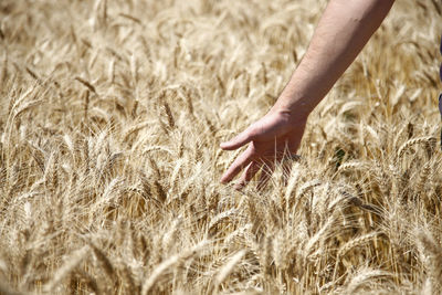 Close-up of hand touching wheat plants on field