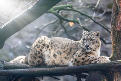 Cat relaxing on tree