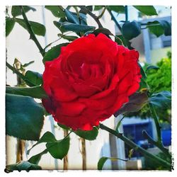 Close-up of red flower