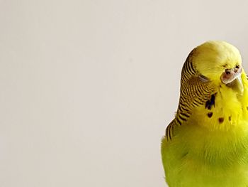 Close-up of yellow budgerigar against white background