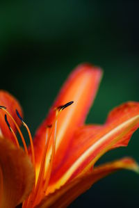 Close-up of orange flower petal