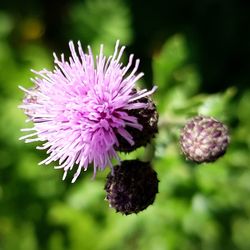 Close-up of thistle blooming outdoors