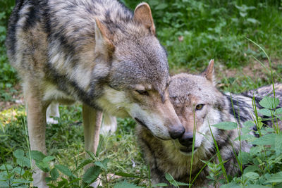 Close-up potrait of domestic wolves of franconian switzerland