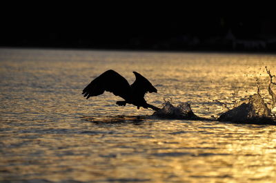 Bird flying over sea