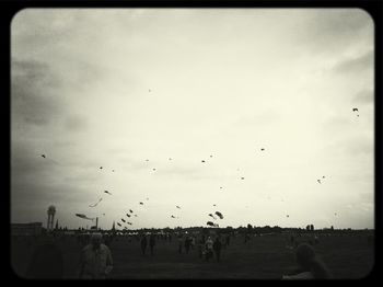 Birds flying in sky