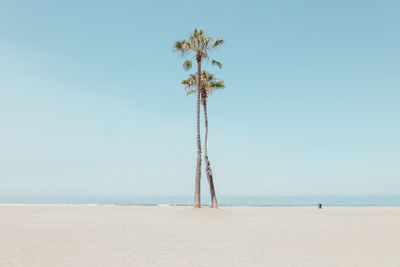 Coconut palm trees on beach against sky