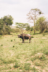 Horse grazing on field