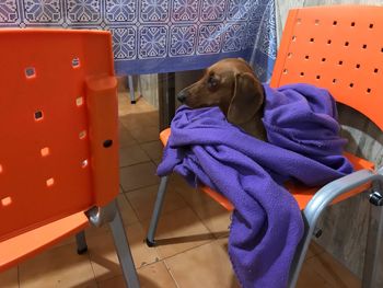 Dog relaxing on seat at home