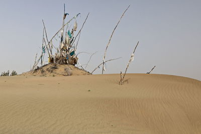 Dead plant on sand dune against clear sky