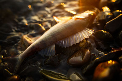 Close-up of fish hanging on fishing line