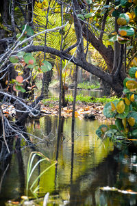 Trees growing by canal