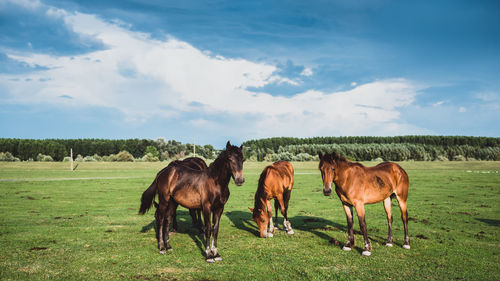 Horses on a field