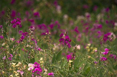 Close-up of pink flowering plants on field