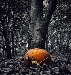 View of pumpkins in forest during autumn