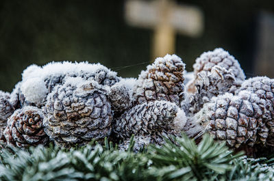 Close-up of frozen plant