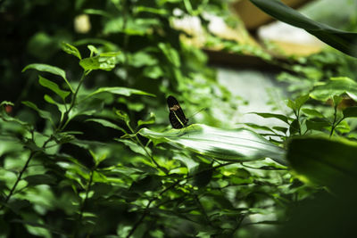 Close-up of insect on leaf