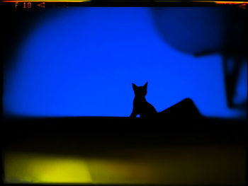 Silhouette of cat at night