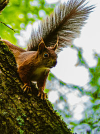 Low angle view of squirrel on tree