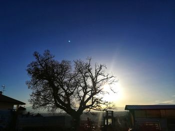 Bare tree against clear sky