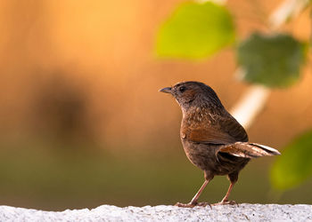 Close-up of a bird perching on snow