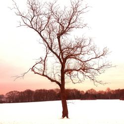 Bare tree on beach against sky at sunset