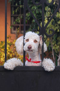 Portrait of white dog