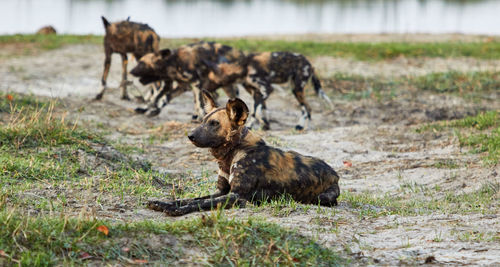 Pack of wild dogs near a waterhole