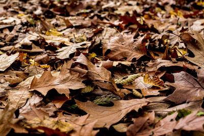 High angle view of dried leaves on field