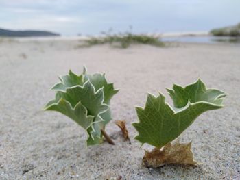 Close-up of leaves on sand