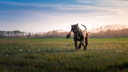 Dog running and playing on moody field in the sunshine.