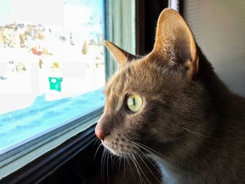 Close-up of a cat looking away