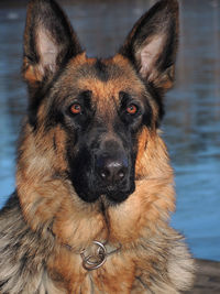 Close-up portrait of a dog