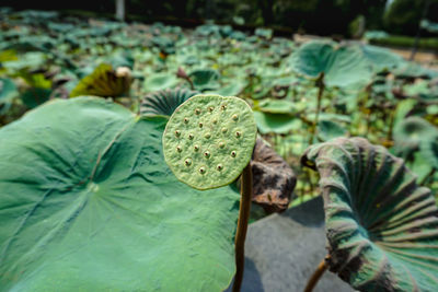 Close-up of water lily seed head and leaves in the pond