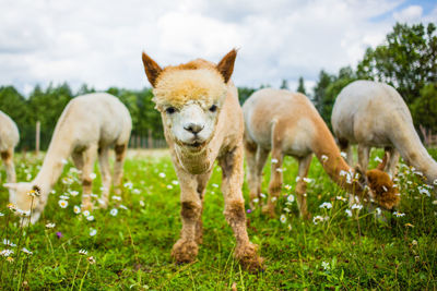 Portrait of sheep on field against sky