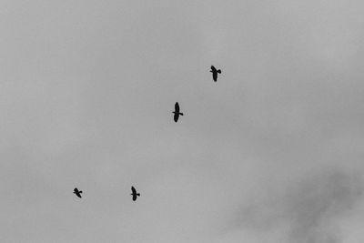 Low angle view of birds flying in the sky