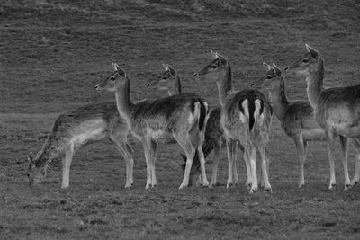 Deer standing in a field