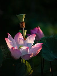 Close-up of pink lotus water lily