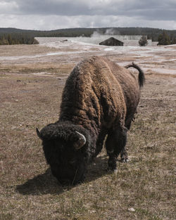 High angle view of american bison grazing on land